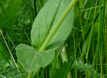 Silene alba (Gıcıgıcı) – Ahmet Güngör, Ordu