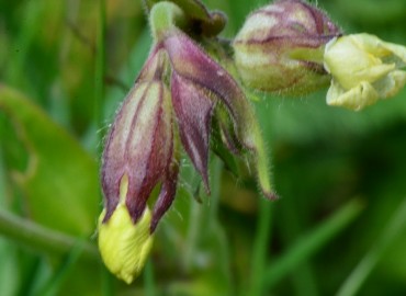 Silene alba (Gıcıgıcı) – Ahmet Güngör, Ordu