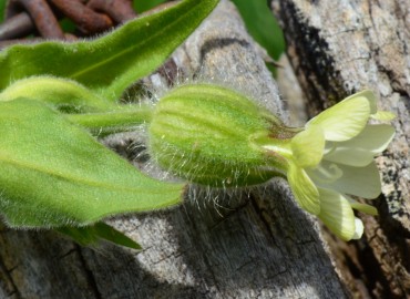 Silene alba (Gıcıgıcı) – Ahmet Güngör, Ordu