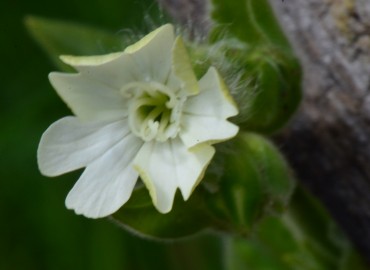 Silene alba (Gıcıgıcı) – Ahmet Güngör, Ordu