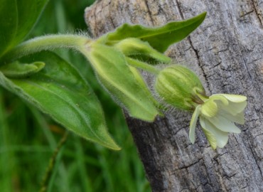 Silene alba (Gıcıgıcı) – Ahmet Güngör, Ordu