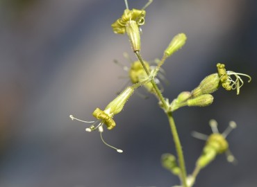 Silene gigantea L. (Koca Nakıl) – Ahmet Güngör, İzmir