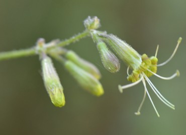 Silene gigantea L. (Koca Nakıl) – Ahmet Güngör, İzmir
