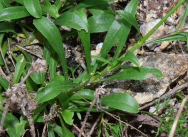 Silene saxatilis Sims (Simotu) – Ahmet Güngör, Samsun