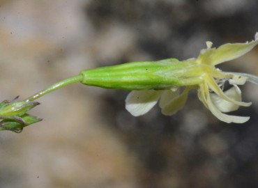 Silene saxatilis Sims (Simotu) – Ahmet Güngör, Samsun