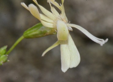 Silene saxatilis Sims (Simotu) – Ahmet Güngör, Samsun