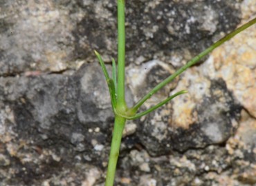 Silene saxatilis Sims (Simotu) – Ahmet Güngör, Samsun