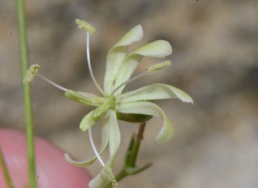 Silene saxatilis Sims (Simotu) – Ahmet Güngör, Samsun