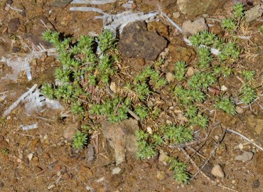 Scleranthus uncinatus (Belirtilmemiş) – Ahmet Güngör, Ordu