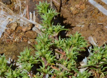 Scleranthus uncinatus (Belirtilmemiş) – Ahmet Güngör, Ordu