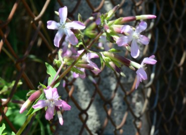 Saponaria officinalis (Sabun Otu) – Ahmet Güngör, Ordu