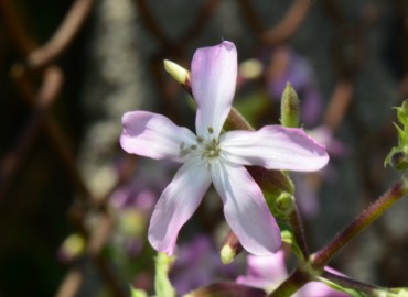 Saponaria officinalis (Sabun Otu) – Ahmet Güngör, Ordu