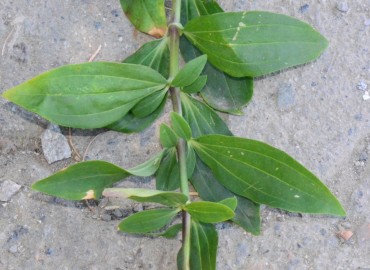 Saponaria officinalis (Sabun Otu) – Ahmet Güngör, Ordu