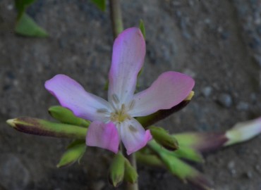 Saponaria officinalis (Sabun Otu) – Ahmet Güngör, Ordu