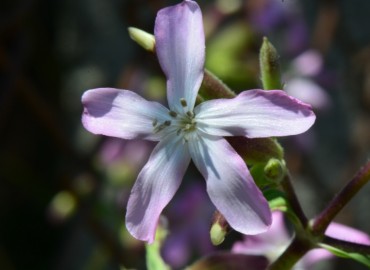 Saponaria officinalis (Sabun Otu) – Ahmet Güngör, Ordu