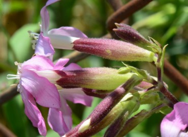 Saponaria officinalis (Sabun Otu) – Ahmet Güngör, Ordu