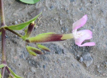 Saponaria officinalis (Sabun Otu) – Ahmet Güngör, Ordu
