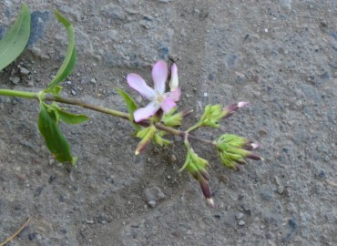 Saponaria officinalis (Sabun Otu) – Ahmet Güngör, Ordu