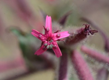 Saponaria glutinosa (Karga Sabunotu) – Ahmet Güngör, Samsun