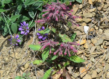 Saponaria glutinosa (Karga Sabunotu) – Ahmet Güngör, Samsun