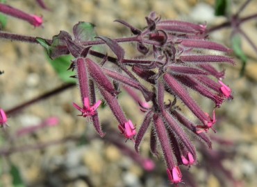 Saponaria glutinosa (Karga Sabunotu) – Ahmet Güngör, Samsun