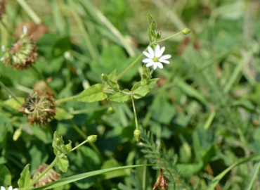 Myosoton aquaticum (Vergelotu) – Ahmet Güngör, Bolu