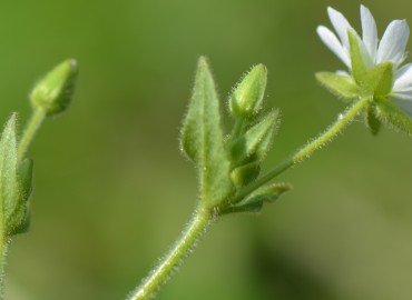 Myosoton aquaticum (Vergelotu) – Ahmet Güngör, Bolu