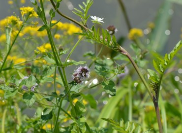 Myosoton aquaticum (Vergelotu) – Ahmet Güngör, Bolu