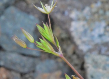 Minuartia hybrida subsp. hybrida (Çayır Tıstısı) – Ahmet Güngör, Samsun