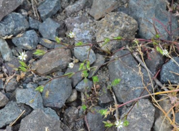 Minuartia hybrida subsp. hybrida (Çayır Tıstısı) – Ahmet Güngör, Samsun
