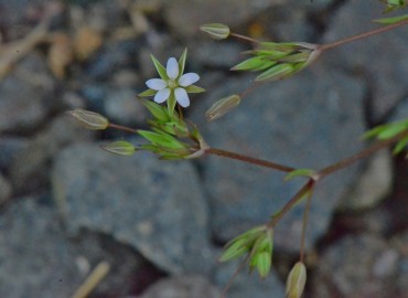 Minuartia hybrida subsp. hybrida (Çayır Tıstısı) – Ahmet Güngör, Samsun