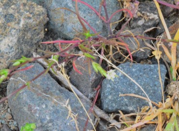 Minuartia hybrida subsp. hybrida (Çayır Tıstısı) – Ahmet Güngör, Samsun