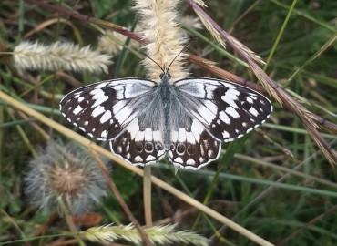 Melanargia larissa (Anadolu Melikesi) – Mehmet Keskin, Tekirdağ