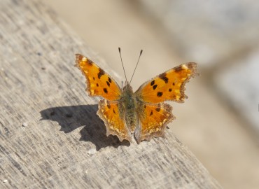 Polygonia egea (Anadolu Yırtıkpırtığı) – Mehmet Keskin, İstanbul