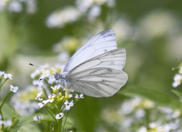 Pieris pseudorapae (Yalancı beyaz melek) – Mehmet Keskin, İstanbul