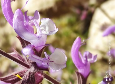 Salvia palaestina