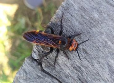 Megascolia maculata (Mamut yabanarısı) – Asrın Akıncıoğlu, Kırklareli
