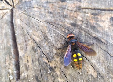 Megascolia maculata (Mamut yabanarısı) – Asrın Akıncıoğlu, Kırklareli