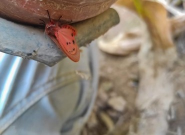 Phragmatobia fuliginosa (Linnaeus, 1758) – Yasin Çalışkan, Konya