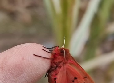 Phragmatobia fuliginosa (Linnaeus, 1758)