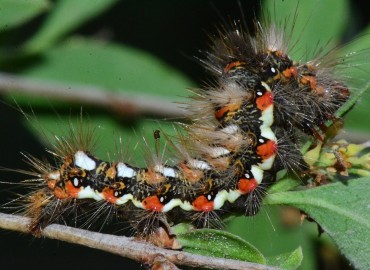 Acronicta rumicis (Kazayağı Güvesi) – Ahmet Güngör, Samsun