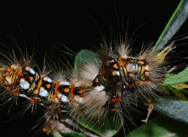 Acronicta rumicis (Kazayağı Güvesi) – Ahmet Güngör, Samsun