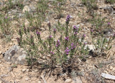 Thymbra spicata var. spicata