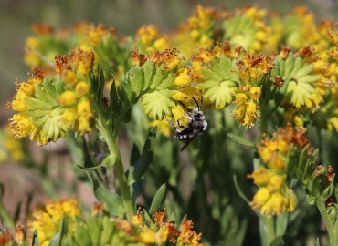 Moltkia aurea BOISS.