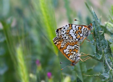 Melitaea cinxia (İparhan) – Mehmet Çağlar, Kütahya