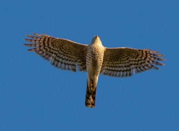 Accipiter nisus (Atmaca) – Mehmet Çağlar, Kütahya