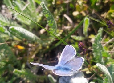 Polyommatus thersites (Çokgözlü menekşemavisi) – Asrın Akıncıoğlu, Kırklareli