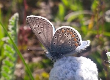 Polyommatus thersites (Çokgözlü menekşemavisi) – Asrın Akıncıoğlu, Kırklareli