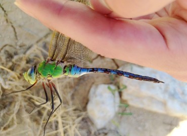 Anax imperator