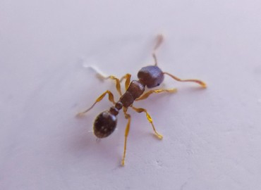 Tetramorium